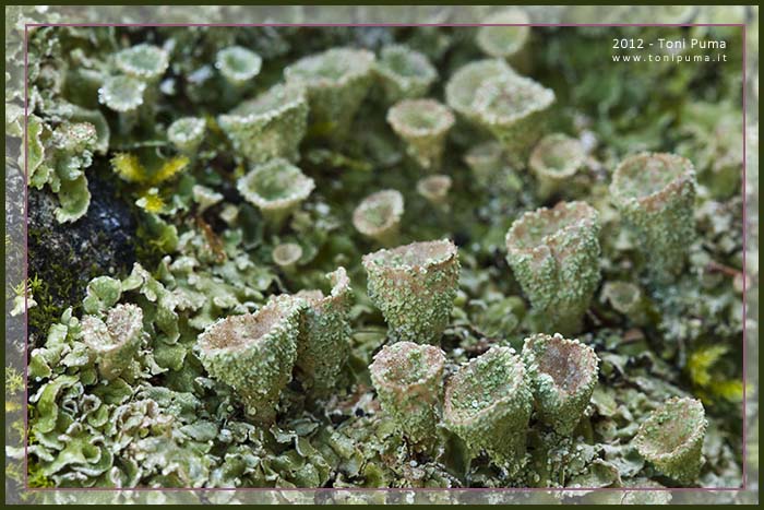 Lichene siciliano